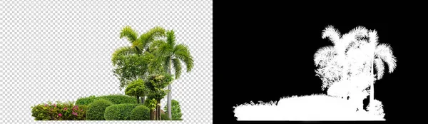 Kleurrijke Struiken Sierplanten Tuinen Parken Geïsoleerd Transparante Achtergrond Met Clipping — Stockfoto