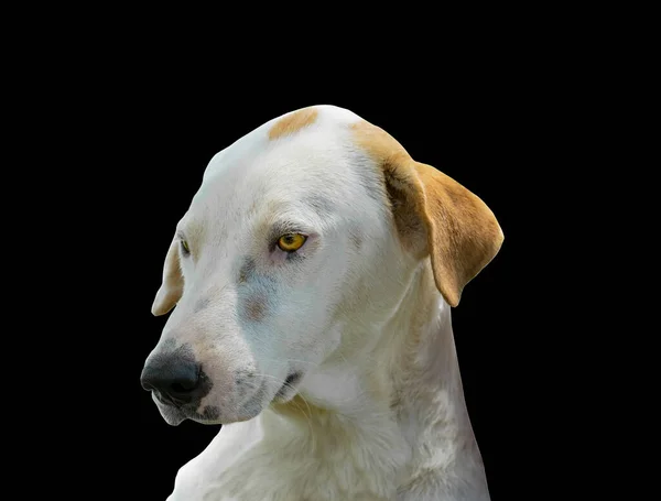 Beautiful dog isolated on black background for both typography and web pages with cut paths and alpha channe