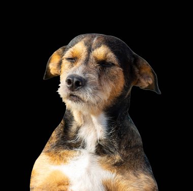 Kesik yolları ve alfa kanalı olan hem tipografi hem de web sayfaları için siyah arkaplanda izole edilmiş güzel köpek