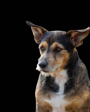 Kesik yolları ve alfa kanalı olan hem tipografi hem de web sayfaları için siyah arkaplanda izole edilmiş güzel köpek