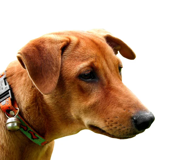 Red Cão Macho Isolado Fundo Branco Para Impressão Páginas Web — Fotografia de Stock