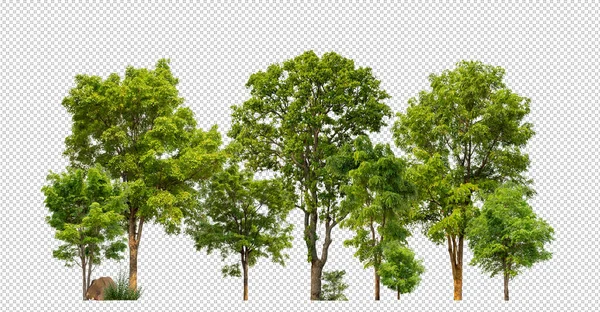 나무들은 과인쇄와 잎으로 분리되어 — 스톡 사진