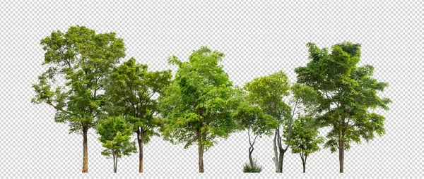 在透明的背景森林和夏叶上隔离的绿树 用于具有切割路径和Alpha通道的印刷品和网络 — 图库照片