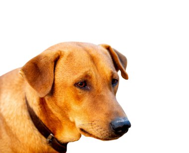 Kırmızı erkek köpek kesim yolu ve alfa kanalı ile hem yazdırma hem de web sayfaları için beyaz arkaplanı izole etti