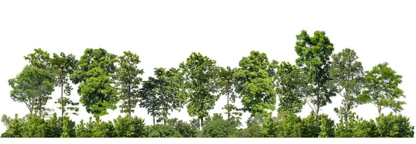 Πράσινα Δέντρα Απομονωμένα Λευκό Φόντο Δάσος Και Καλοκαιρινό Φύλλωμα Τόσο — Φωτογραφία Αρχείου