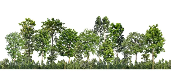 stock image Green trees isolated on white background forest and summer foliage for both print and web with cut path and alpha channel