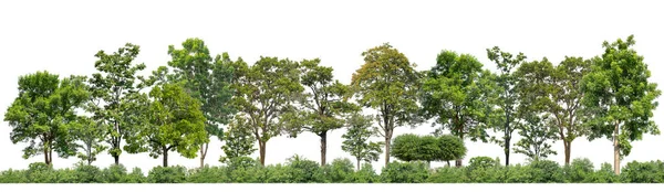 在白色背景森林和夏叶上隔离的绿树 用于具有切割路径和 通道的印刷品和网络 — 图库照片