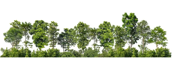 Зеленые Деревья Изолированные Белом Фоне Леса Летней Листвы Печати Паутины Стоковое Изображение