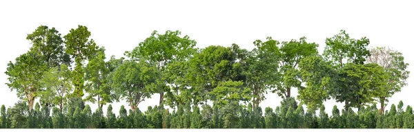 Árboles Verdes Aislados Bosque Fondo Blanco Follaje Verano Para Impresión — Foto de Stock