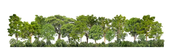 Πράσινα Δέντρα Απομονωμένα Λευκό Φόντο Δάσος Και Καλοκαιρινό Φύλλωμα Τόσο — Φωτογραφία Αρχείου