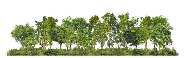 在白色背景森林和夏叶上隔离的绿树 用于具有切割路径和 通道的印刷品和网络 — 图库照片