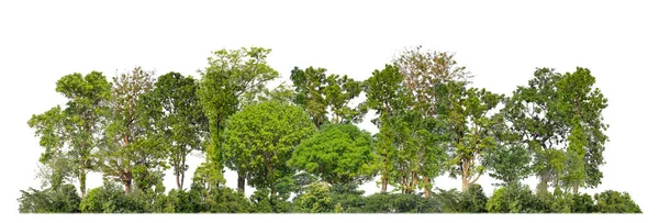 Árvores Verdes Isoladas Floresta Fundo Branco Folhagem Verão Para Impressão — Fotografia de Stock