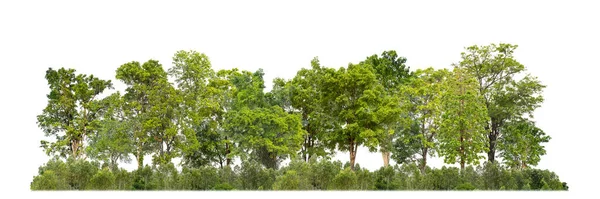 Árboles Verdes Aislados Bosque Fondo Blanco Follaje Verano Para Impresión — Foto de Stock