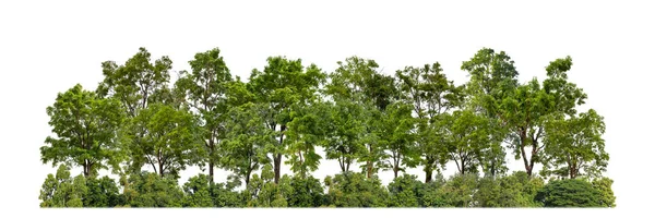 白い背景の森と夏の葉の上に孤立した緑の木は カットパスとアルファチャンネルを持つ印刷とウェブの両方 — ストック写真