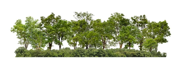 Zielone Drzewa Odizolowane Białym Tle Lasu Letnich Liści Zarówno Druku — Zdjęcie stockowe
