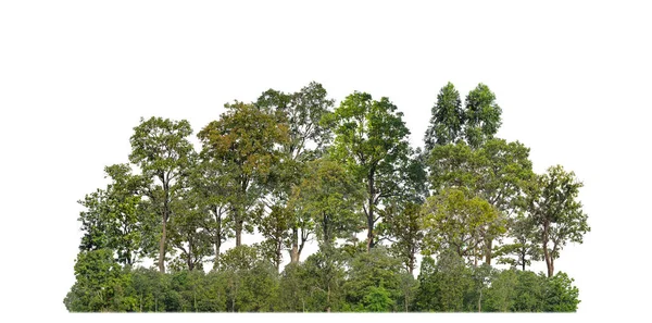 Groene Bomen Geïsoleerd Witte Achtergrond Bos Zomer Gebladerte Voor Zowel — Stockfoto