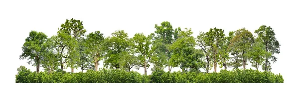 Zelené Stromy Izolované Bílém Pozadí Les Letní Listí Pro Tisk — Stock fotografie