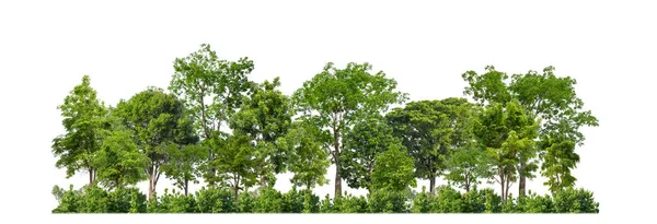 Árboles Verdes Aislados Bosque Fondo Blanco Follaje Verano Para Impresión —  Fotos de Stock