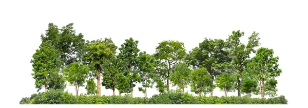 Grüne Bäume Isoliert Auf Weißem Hintergrund Wald Und Sommer Laub — Stockfoto