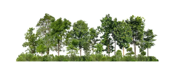 Alberi Verdi Isolati Sfondo Bianco Foresta Fogliame Estivo Sia Stampa — Foto Stock