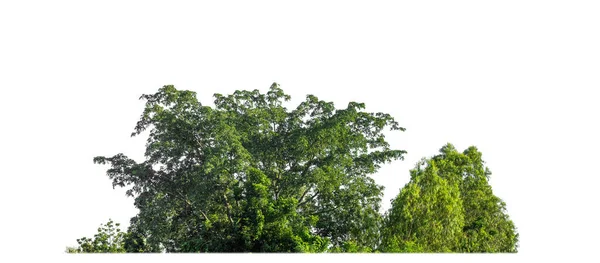 Zöld Fák Elszigetelt Fehér Hátterű Erdő Lombozat Nyáron Mind Nyomtatás — Stock Fotó