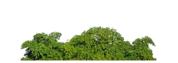 Zelené Stromy Izolované Bílém Pozadí Les Listoví Létě Pro Tisk — Stock fotografie