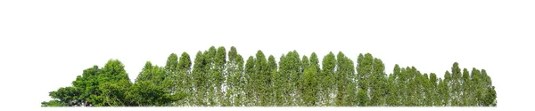 Πράσινο Δέντρα Απομονώνονται Λευκό Φόντο Δάσος Και Φύλλωμα Καλοκαίρι Τόσο — Φωτογραφία Αρχείου