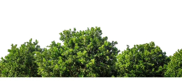 Zelené Stromy Izolované Bílém Pozadí Jsou Les Listoví Létě Pro — Stock fotografie