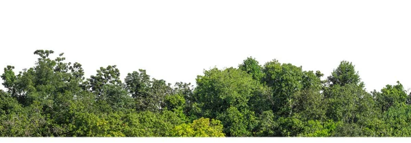 Зеленые Деревья Изолированные Белом Фоне Лес Листва Летнее Время Печати Стоковое Фото
