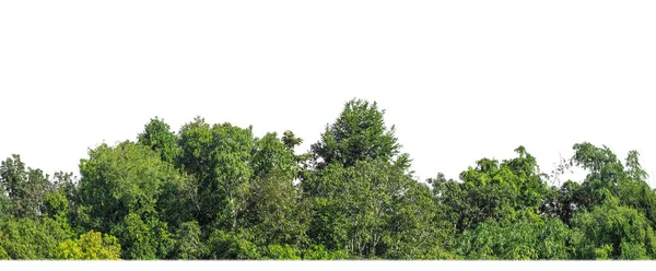 在白色背景上被隔离的绿树 是夏天的森林和树叶 用于印刷和网页 有切割路径和 型变化 — 图库照片