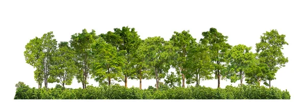 Zielone Drzewa Odizolowane Białym Tle Lasu Letnich Liści Zarówno Druku — Zdjęcie stockowe