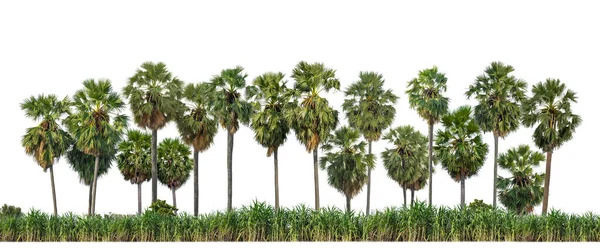 Sugar Plam Drzewa Izolowane Białym Tle Zarówno Druku Sieci Cięcia — Zdjęcie stockowe