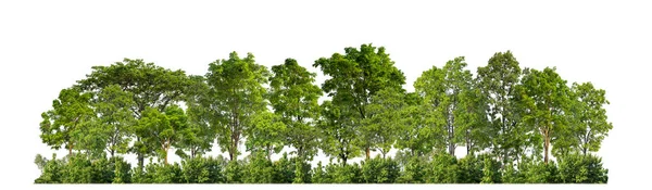 Árvores Verdes Isoladas Floresta Fundo Branco Folhagem Verão Para Impressão Imagens Royalty-Free