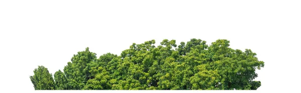 Alberi Verdi Isolati Sfondo Bianco Foresta Fogliame Estate Sia Stampa — Foto Stock