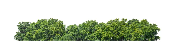 Zöld Fák Elszigetelt Fehér Hátterű Erdő Lombozat Nyáron Mind Nyomtatás — Stock Fotó
