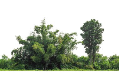 Yeşil ağaçlar beyaz arka planda izole edilmiştir. Yazın hem yazlık hem de kesme yolu ve alfa kanallı web sayfaları için orman ve yeşilliktir.