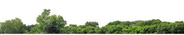 Yeşil ağaçlar beyaz arka planda izole edilmiştir. Yazın hem yazlık hem de kesme yolu ve alfa kanallı web sayfaları için orman ve yeşilliktir.