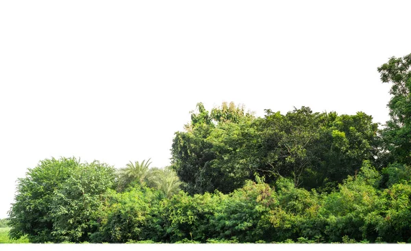 stock image Green Trees isolated on white background.are Forest and foliage in summer for both printing and web pages with cut path and alpha channel