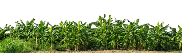 배경에 고립된 정원에 바나나 여름에 경로와 채널로 인쇄와 페이지를 잎이다 — 스톡 사진