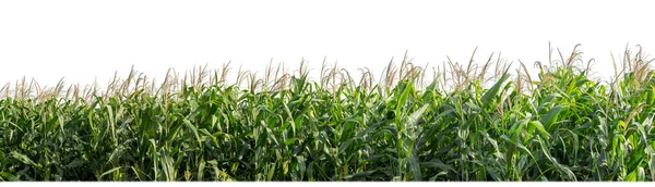 Corn Plant Leaf Farm Garden Isolated White Background Cut Path — Stock Photo, Image