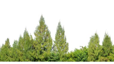 Yeşil ağaçlar beyaz arka planda izole edilmiştir. Yazın hem yazlık hem de kesme yolu ve alfa kanallı web sayfaları için orman ve yeşilliktir.