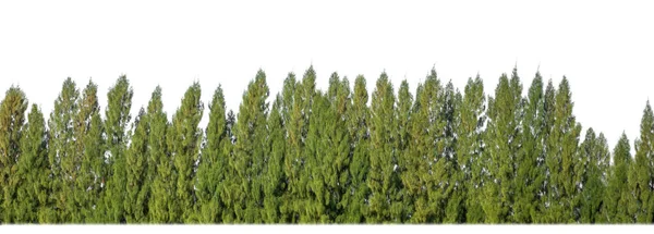 Groene Bomen Geïsoleerd Witte Achtergrond Zijn Bos Gebladerte Zomer Voor — Stockfoto