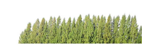 Groene Bomen Geïsoleerd Witte Achtergrond Zijn Bos Gebladerte Zomer Voor — Stockfoto
