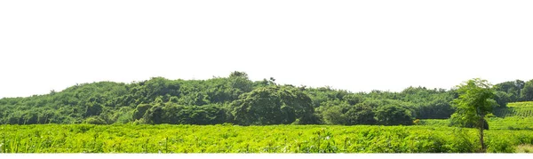 白い背景に孤立した緑の木 カットパスとアルファチャンネルと印刷とWebページの両方のための夏の森と葉です — ストック写真