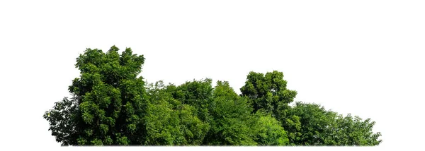 Зеленые Деревья Изолированные Белом Фоне Лес Листва Летнее Время Печати — стоковое фото