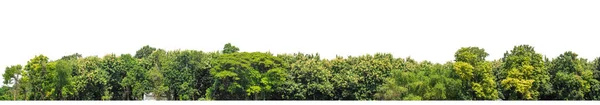 Gröna Träd Isolerade Vit Bakgrund Skog Och Lövverk Sommaren För — Stockfoto