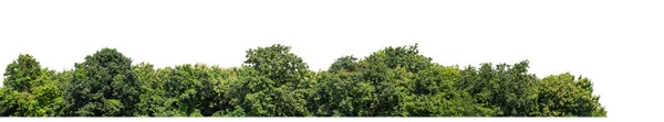 Grüne Bäume Isoliert Auf Weißem Hintergrund Wald Und Laub Sommer — Stockfoto