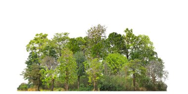 Green Trees isolated on white background.are Forest and foliage in summer for both printing and web pages with cut path and alpha 