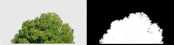 透明な背景の緑の木 印刷のための夏の森と葉と黒の背景にカットパスとアルファチャンネルとウェブページの両方です — ストック写真