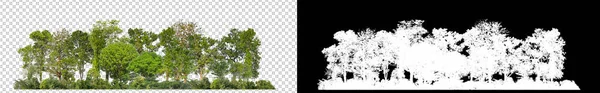 Зеленые Деревья Изолированные Прозрачном Фоне Лес Листва Летнее Время Печати — стоковое фото